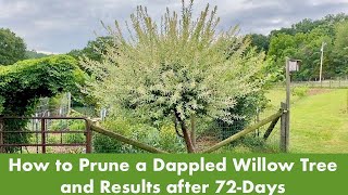 How to Prune a Dappled Willow Tree Salix Hakuro Nishiki and Results after 72 Days [upl. by Reade]