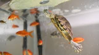 red eared Slider turtles vs feeder fish [upl. by Elocin]