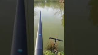 First carp on new preston monster 85 margin pole [upl. by Eelyram]