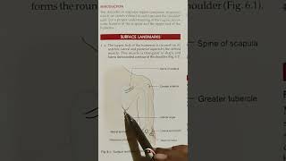 Surface Landmark Shoulderarm amp elbow region anatomy bdchaurasia medicalstudents utubeshorts [upl. by Mode]