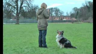 Shetland Sheepdog Ash Tachnamadra Tartan Embers doing some tricks [upl. by Nosahc]