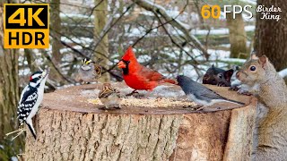 Cat TV for Cats to Watch 😺 Romantic Snow with Lovely Birds and Squirrels 🐿 8 Hours 4K HDR 60FPS [upl. by Duomham]