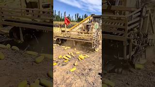 Harvesting pumpkin seeds process farming [upl. by Diad]