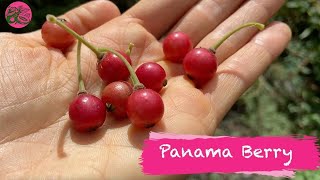 Panama Berry  Sweet Toffee Flavour  What we did wrong [upl. by Airotahs]