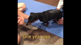 Crusoe the Dachshund One Year Since Surgery [upl. by Yasdnil]