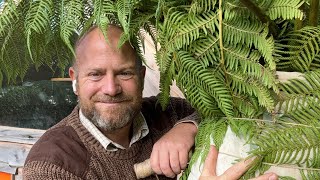 Wrapping up my Dicksonia Antarctica tree fern for the winter [upl. by Fredette]