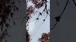 Fall hummingbird sighting asmr birdsounds birdwatching fallvibes autumn [upl. by Neda198]