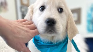 Available teal bandana English cream golden retriever [upl. by Gokey279]