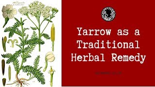 How to Use Yarrow As a Herbal Remedy and Medicine Achillea millefolium [upl. by Haceber450]