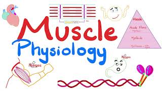 Muscle Structures  Actin Myosin  I band A band H zone M line  Muscle Physiology Series [upl. by Llener804]