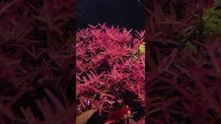 rotala blood red sg in full bloom [upl. by Dnomayd]