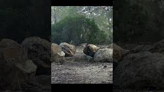 Aves en bebedero wildlife nature birdwatching animals wildbirds shortsyoutube [upl. by Hgielrac]