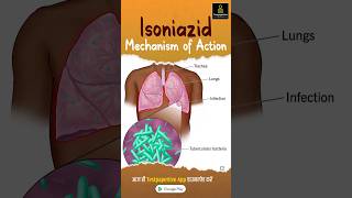 Isoniazid Mechanism of Action  AntiTB Drugs testpaperlive isoniazid tb drugs shortvideo [upl. by Allehs]