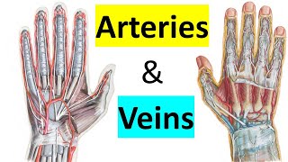 Arteries amp Veins of Hand 1014  Upper Limb  كلية الطب  مادة التشريح  M1  55 [upl. by Elizabet]