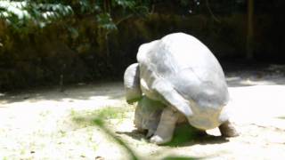 REPRODUCTION DE TORTUES GEANTES [upl. by Nylodam]