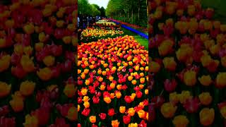 KEUKENHOF NETHERLANDS [upl. by Vinni]