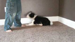 Clicker training an 11 week old Border Collie puppy [upl. by Nnaarat]