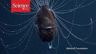 First footage of deepsea anglerfish pair [upl. by Jacynth]