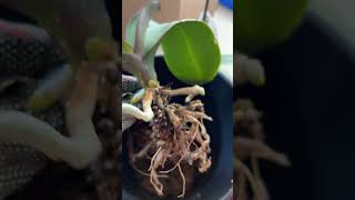 Repotting my orchid 👍🙏 [upl. by Odetta]