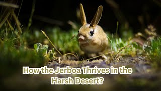 JerboaDesertAnimalsNatureAdaptationsDesertSurvivorsNocturnalAnimalsAnimalDocumentary [upl. by Bartko]