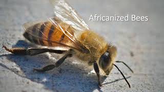 Africanized Bees [upl. by Hgeilyak408]