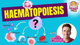 Hematopoiesis  Erythropoiesis [upl. by Warde]