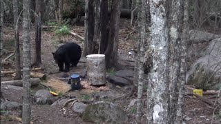 Huge 330 lb New Brunswick PampY Archery Black Bear hunt with Kevin Bourgoin June 10 2021 [upl. by Akim]