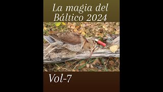 LA MAGIA DEL BALTICO 2024 VOL7 BECCACCIABECASSEWOODCOK [upl. by Robinetta]