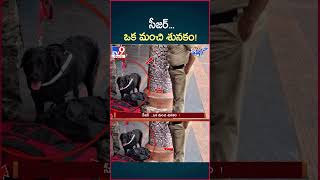 iSmart News  సీజర్ ఒక మంచి శునకం  Police Dog  TV9 [upl. by Hurd699]