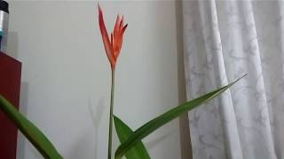 How to take care of Heliconia Psittacorum  Tropical Gardening Part 2 [upl. by Attennhoj]