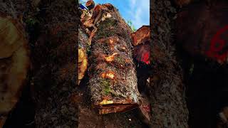 Mappa Burls Logs [upl. by Whipple351]