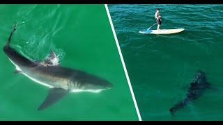 Best Great White Shark Drone Footage 2023NonNarrated Version [upl. by Akiv491]