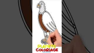 COLORIER UN AIGLE  Vidéo éducative amp Planète coloriage [upl. by Aihsa]