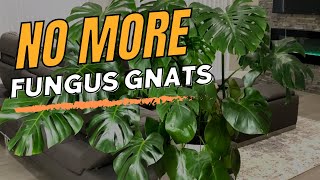 Foolproof Fungus Gnat Killer That Actually Works  Houseplant Pest Control [upl. by Nahshun]