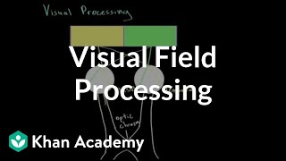 Visual field processing  Processing the Environment  MCAT  Khan Academy [upl. by Livvi]