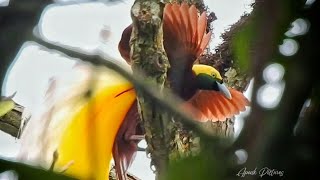 Bird of Paradise  Paradisaea minor Burung Cendrawasih di Alam [upl. by Harbard]