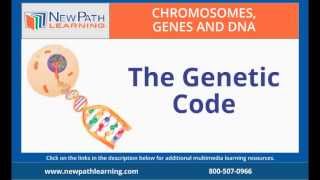 Chromosomes Genes and DNA The Genetic Code [upl. by Annasiul207]