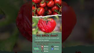 Are GMOs food good for us biology gmos tomato [upl. by Adiraf]