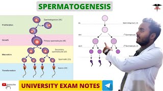 Spermatogenesis  Reproductive system [upl. by Zzabahs]