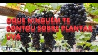 🍇A MELHOR FORMA DE PLANTAR UVA ENRAIZADOR CASEIRO [upl. by Akemed690]