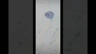 Cute sting ray at amilla Maldives [upl. by Al]