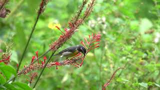 Bananaquit at Gumbo Limbo Nature Center 11224 [upl. by Chansoo]