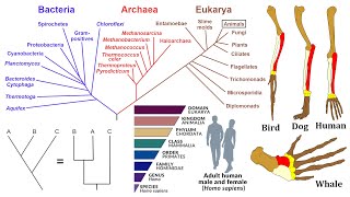 Evolutionary Biology Phylogenies Homology and Taxonomy [upl. by Truc]