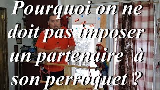 Combat de perroquet ou jeux de séduction Le perroquet choisi son partenaire [upl. by Bremser]