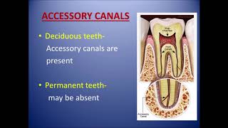 Anatomical and morphological differences between deciduous and permanent dentition [upl. by Acinelav301]