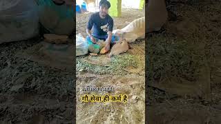 cow gausewak hindisong farming gaumakasevak [upl. by Orban416]