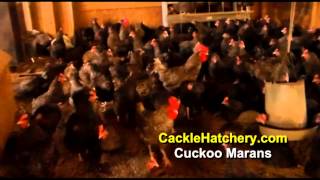 Cuckoo Marans Chicken Breed Breeder Flock  Cackle Hatchery [upl. by Hannus]