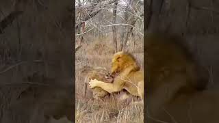 Lion hunting hyenaanimals wildlife foryou fyp [upl. by Harihs408]