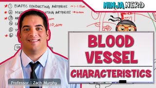 Cardiovascular  Blood Vessel Characteristics [upl. by Atworth741]