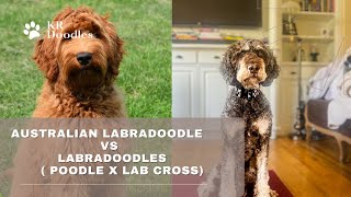 Australian Labradoodle VS Labradoodles [upl. by Michale]